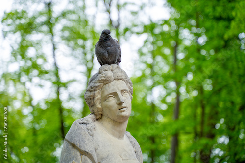 A pigeon perches atop a weathered classical stone statue head in a green park, surrounded by lush blurred foliage.