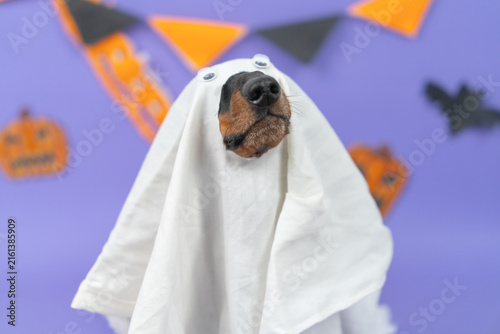 Fotografie A dachshund dog with a black and tan snout peeks through a homemade white sheet with googly eyes against a purple backdrop with a bat and a jack o lantern, a playful trick or treat idea