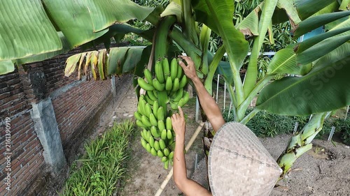 Asian farmer in traditional woven hat inspecting and caring for large bunch of green unripe bananas growing on banana tree in backyard garden to ensure fast ripening and protect from pests