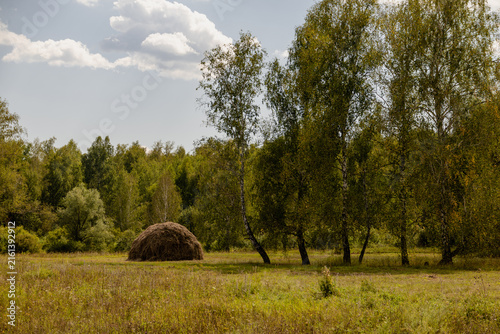 Foto Traditional haystack in green meadow near silver birch trees under sunny sky in