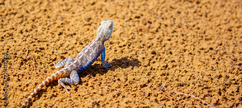 Foto The blue agama sits in ambush on sand and branches and hunts for insects