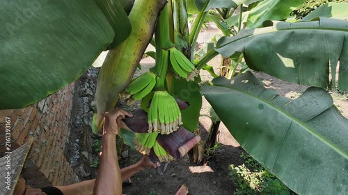 Asian farmer in traditional woven hat inspecting and caring for large bunch of green unripe bananas growing on banana tree in backyard garden to ensure fast ripening and protect from pests