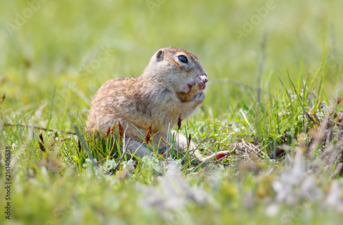 Fotografie European Ground Squirrel (Spermophilus citellus) sitting in green grass, holding food with its front paws and nibbling attentively