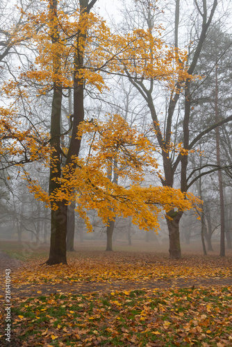Autumn trees with golden leaves in a foggy park, fallen leaves covering the g...