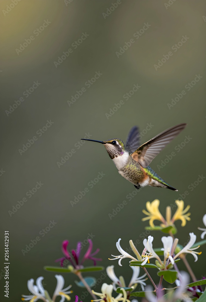 Naklejka premium Pollination and biodiversity, hummingbird in flight near honeysuckle flowers, nature and environmental conservation