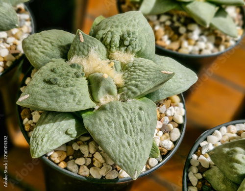 Fotografía Ariocarpus retusus cauliflower cactus succulent rare botanical plant in pot close up
