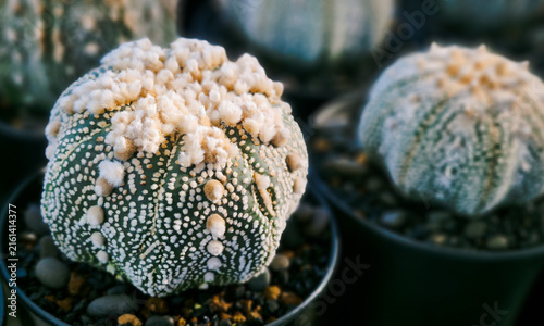 Obraz na plátně Macro of Astrophytum asterias Hanazono cactus with fuzzy white areoles