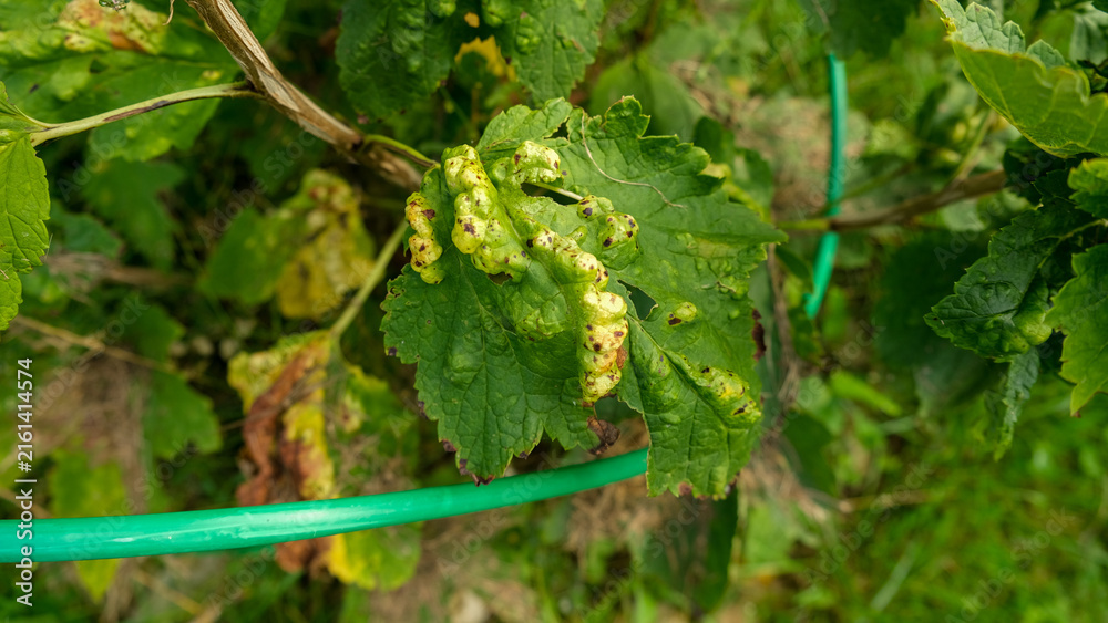 Fototapeta premium Macro green currant leaves severely damaged by gall aphid pest. Infested Ribes bush plant with blister galls in summer garden. Plant pathology, crop protection and agriculture concept. Real 4K video