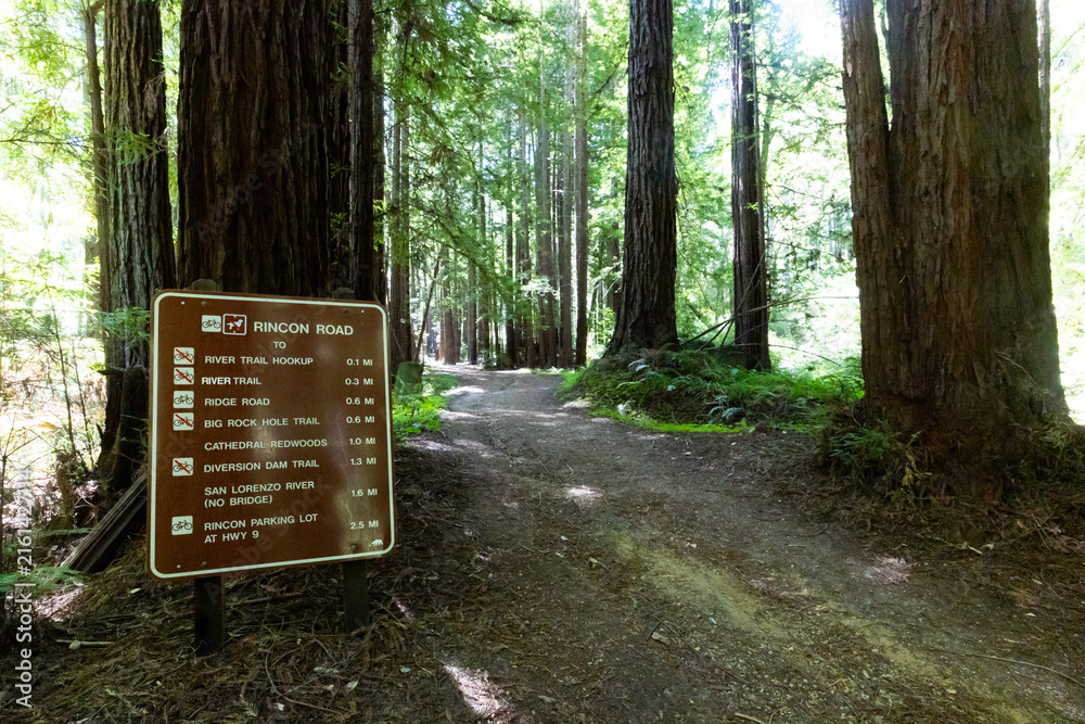 Fototapeta premium Unpaved Rincon Road trail sign stands among massive coast redwood trees in California forest