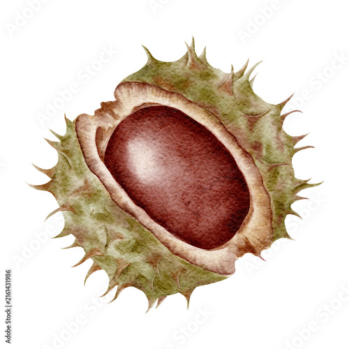 Принти на полотні Watercolor horse chestnut conker isolated on transparent background