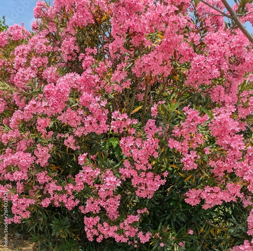 Obraz na plátně Arbusto de adelfa (Nerium oleander) con flores de color rojo y hojas de color ve