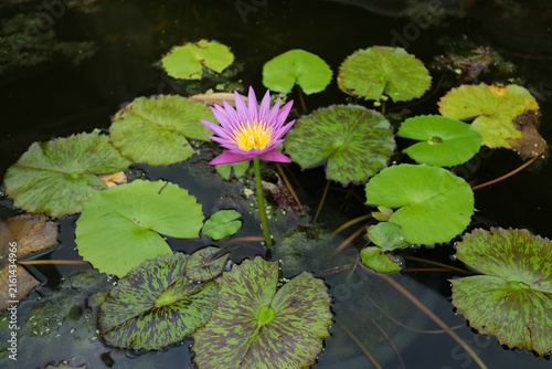 Purple Water Lily Blooming Among Green Lily Pads on Dark Pond Surface
