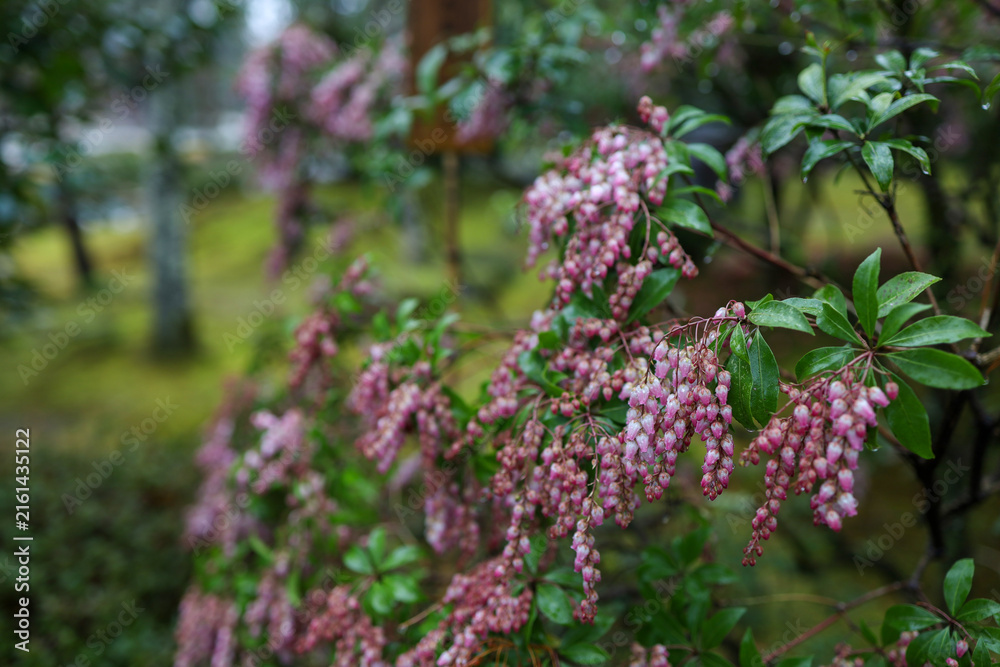 Obraz premium Pink Pieris Flowers Cascading in Bell Shaped Clusters on Garden Shrub