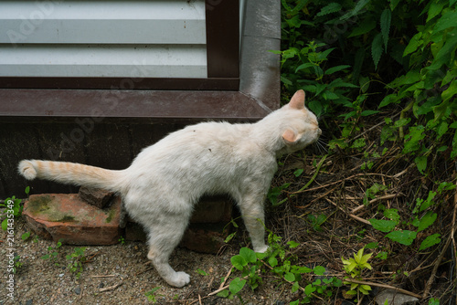 Konstfotografi Stray white cat scent marking near a building in an urban environment