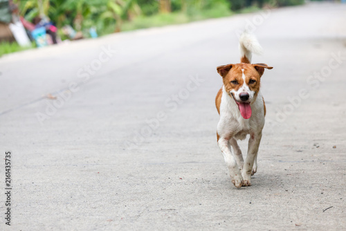 Happy Brown and White Dog Running on Road with Tongue Out and Copy Space