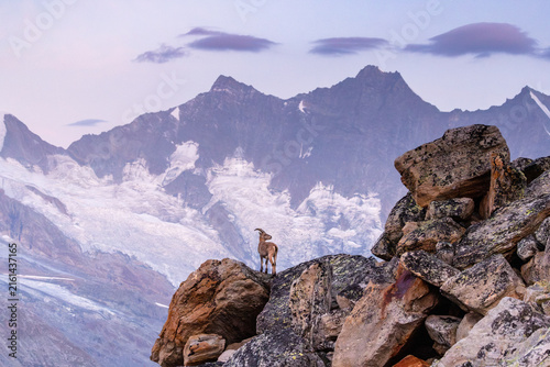 Alpine Ibex (Capra ibex) at Sunrise in the Glacial Landscape of the Valais Alps, Switzerland