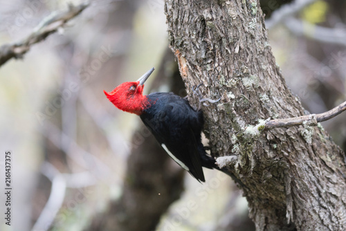Magellanic Woodpecker, Campephilus magellanicus, Torres del Paine National Park, Chile.