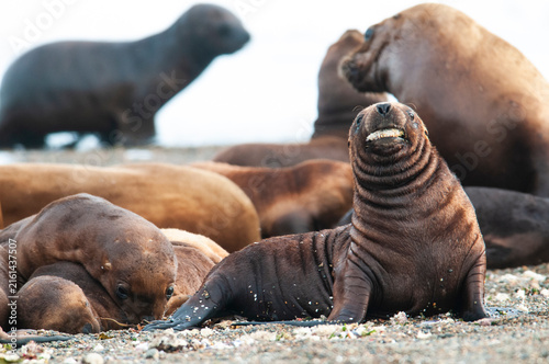 South American  Sea Lion baby, Otaria flavescens, Peninsula Valdes ,Chubut,Patagonia, Argentina.