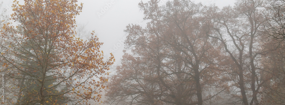 Fototapeta premium Foggy autumn park with bare trees and fallen leaves creating moody misty landscape