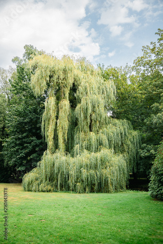 Weeping Willow Tree in a Scenic Public Park, Magnificent Weeping Willow with Cascading Branches in Natural Sunlight