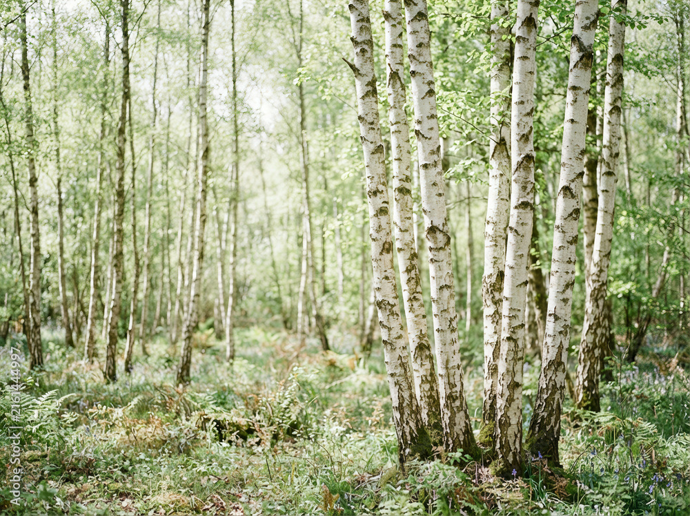 Fototapeta premium Cluster of white barked birch trunks above ferns and small blue flowers