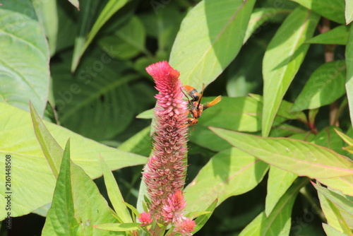 Fotografía A potter wasp (Rhynchium brunneum) extracting nector from Celosia, cockscomb or