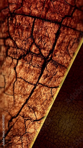 Cinematic Organic Wood Grain Surface with Floating Dust Particles and Leather Copy Space, 4K Seamless Loop