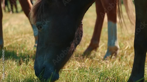 Horse eating grass in sunny meadow. Brown equine grazing in field. Farm animal in nature. Domestic mammal enjoying fresh pasture, wildlife and livestock concept.