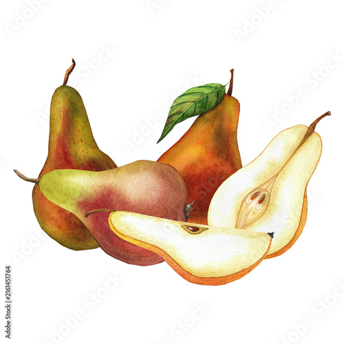 A fruit composition with pears, a watercolor illustration for tableware, textiles, invitations, and packaging