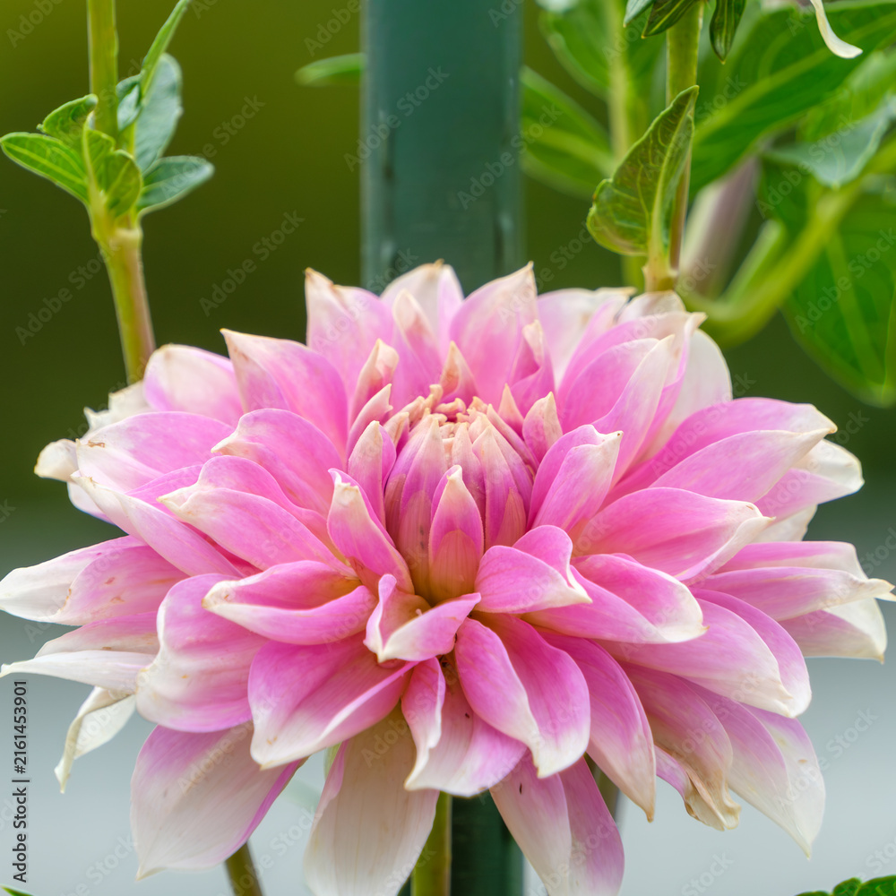 Fototapeta premium Close-up of a vibrant blooming pink and white dahlia flower with layered petals in summer garden
