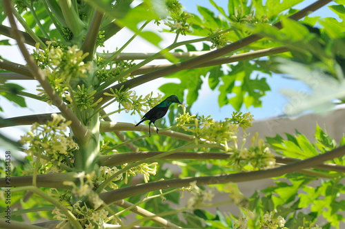 Sunbird Feeding on Nectar from Flowers of a Male Papaya Tree
