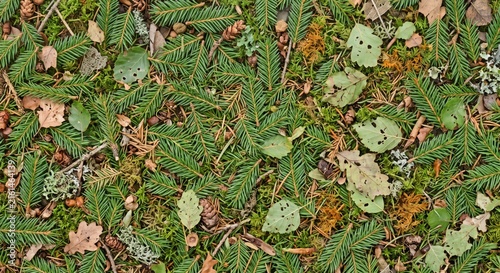 green pine needles background wallpaper textures pattern needs or other design needs