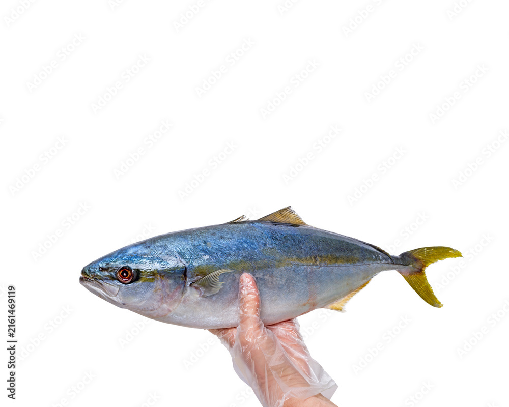 Naklejka premium Fresh large silver fish held by gloved hand against white background with sleek body distinctive with sustainable