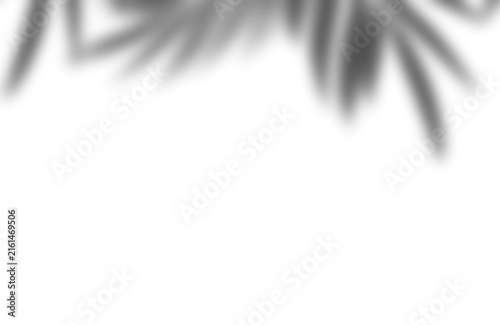 Blurred tropical palm leaf silhouette cast shadow with leaves transparent on transparent background