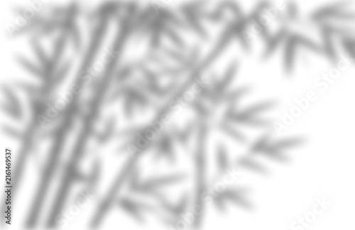Soft bamboo leaf shadow overlay effect cast with displays soft blurred on transparent background