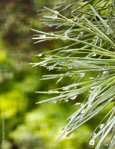 Canvastavla Raindrops on green pine tree needles macro background representing freshness