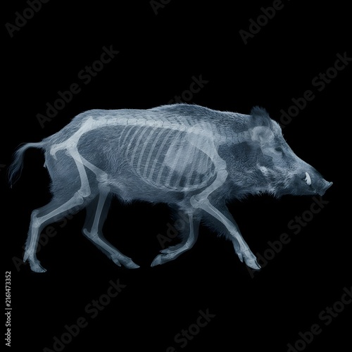 X-ray of a Wild Boar on Black Background in Side View