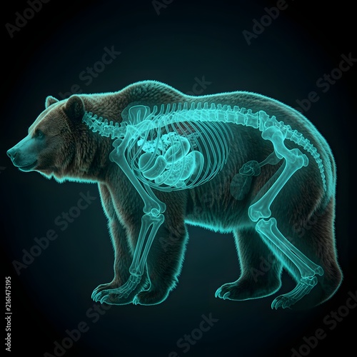 X-ray view of a bear showing skeletal structure on dark background