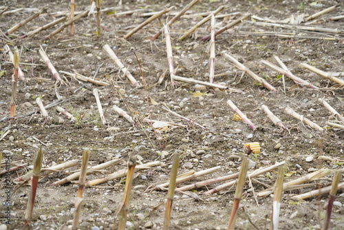 Harvested agriculture cornfield with dry stalks in Swiss countryside.