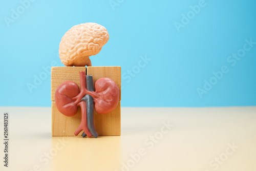 Human brain and kidney models on wooden blocks, representing brain kidney connection, organ health, medical research, healthcare, anatomy and human physiology.