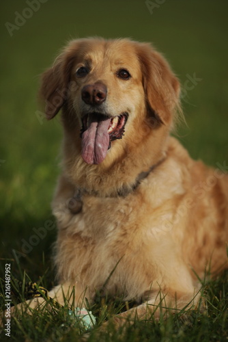 Brown dog is laying on the grass with its tongue out