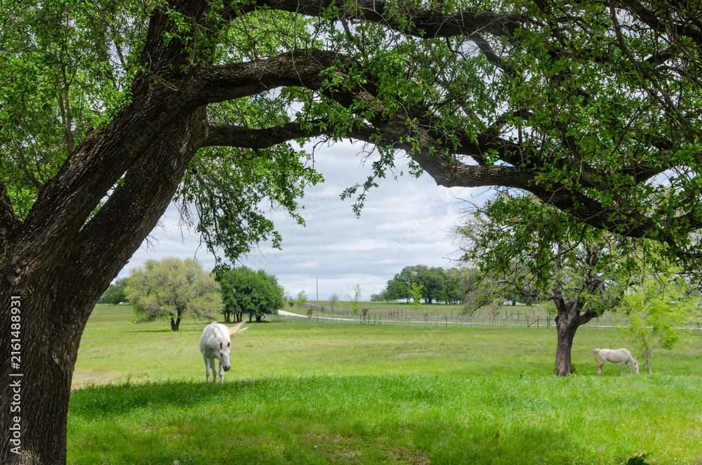 Fototapeta premium White Stallion Grazing Under a Tree