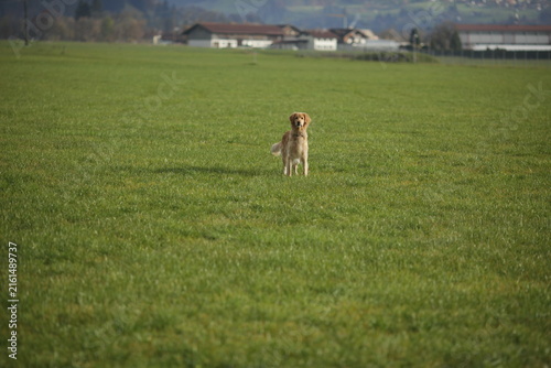 Dog is standing in a field of grass