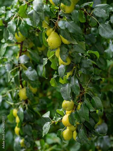 Ripe, fragrant pears hang on the tree after the rain.