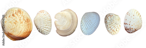 Obraz na plátne Collection of sea shell isolated on transparent background