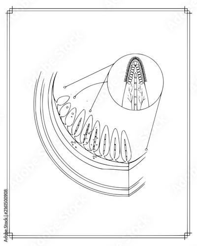 Scientific line art illustration of biological tissue structure with detailed cellular inset view