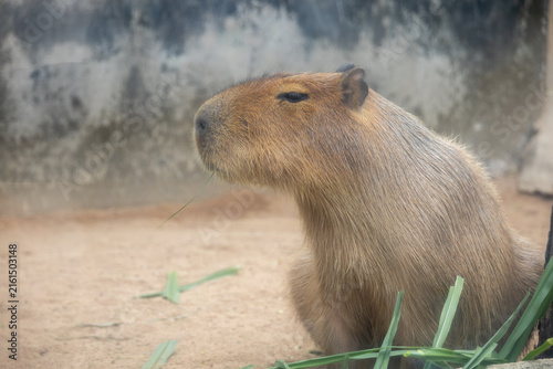 A large, brown capybara sits in a sandy enclosure, munching on a blade of grass.
