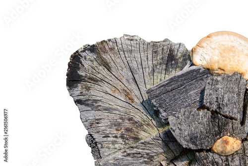 Canvastavla Close up of old decayed wood stump with wild bracket fungus isolated on white ba