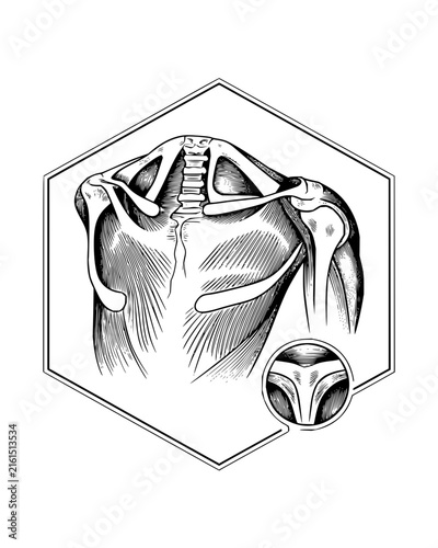 Musculoskeletal anatomical drawing of the human neck and shoulders with cervical vertebrae detail