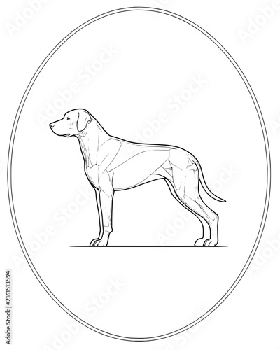 Veterinary anatomical drawing of a dog showing muscle structure in a profile view line art